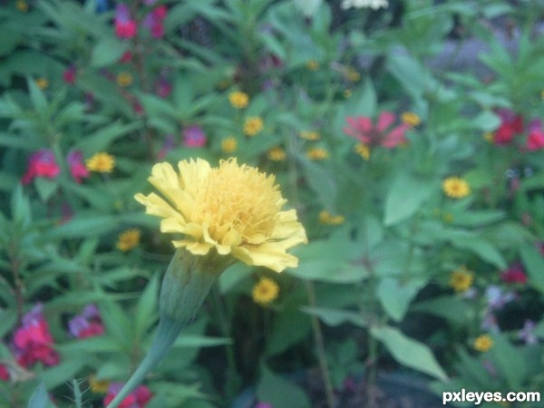 yellow flower